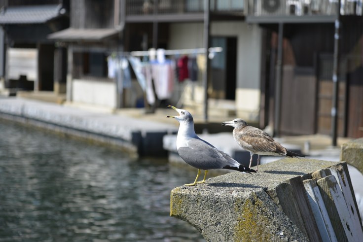 2017☆秋_171119_0085