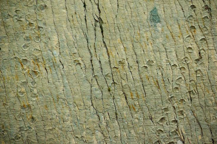 長頸龍化石腳印